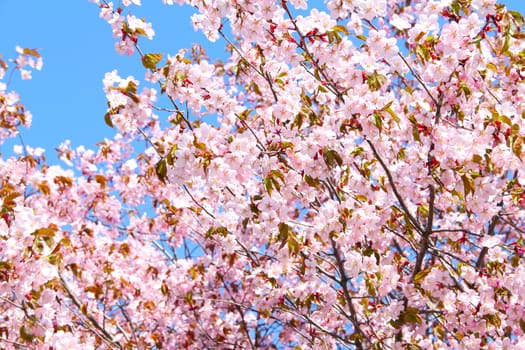 Bloomink pink sacura on blue sky background