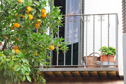 Oranges on tree branch in garden close up