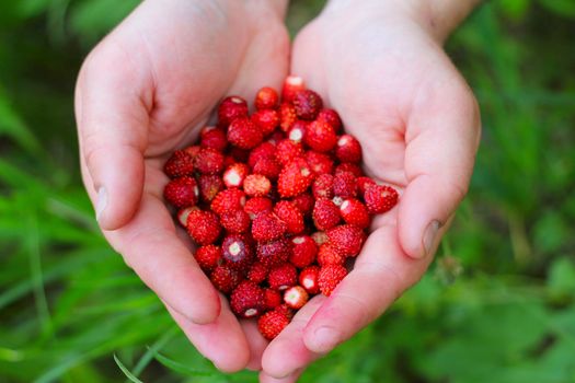 Wild red strawberry in hands close up