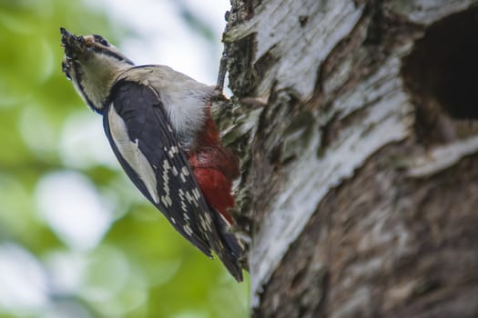 Great Spotted Woodpecker, Dendrocopos major currently has a hectic schedule to feed their kids. The picture is shot by Roeds-mountain in Halden, Norway.