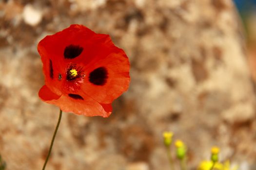 red spring flower with small bee on it 