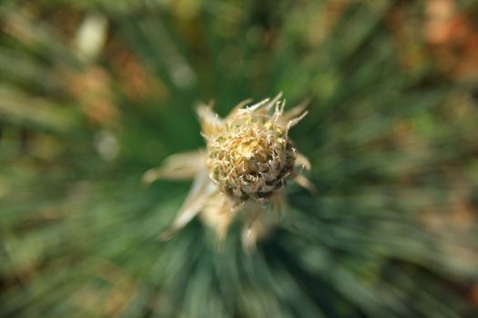 green spring flower on blur decorative background