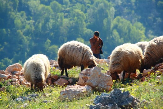 sheep eating grass on hill with their sheepman