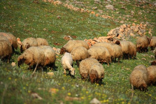 sheep eating on hill grass on summer day