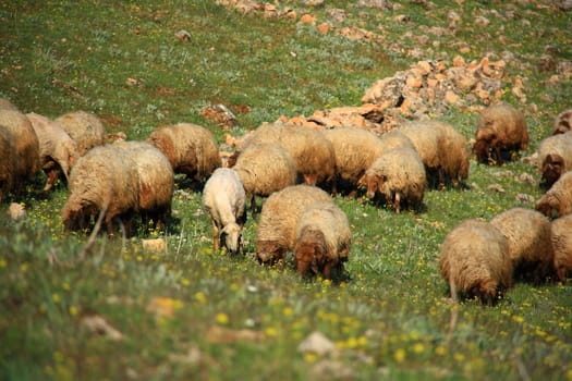 sheep eating on hill grass on summer day