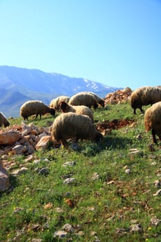 sheep eating on hill grass on summer day