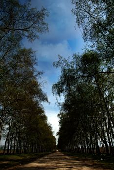 Suburban view on the road between the forest trees