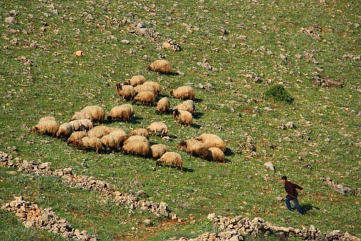 sheep eating grass on hill with their sheepman