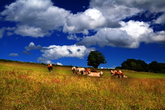 few alpine cows on summer pastoral and beautiful sky