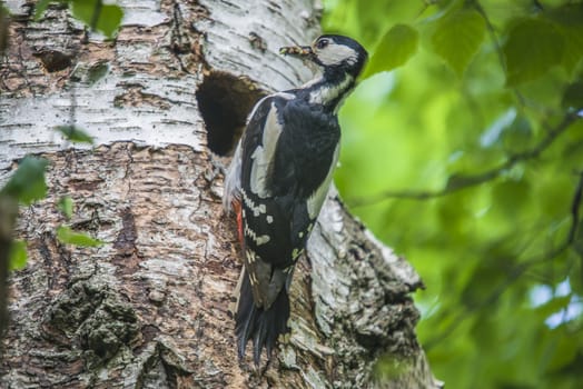 Great Spotted Woodpecker, Dendrocopos major currently has a hectic schedule to feed their kids. The picture is shot by Roeds-mountain in Halden, Norway.