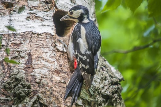 Great Spotted Woodpecker, Dendrocopos major currently has a hectic schedule to feed their kids. The picture is shot by Roeds-mountain in Halden, Norway.