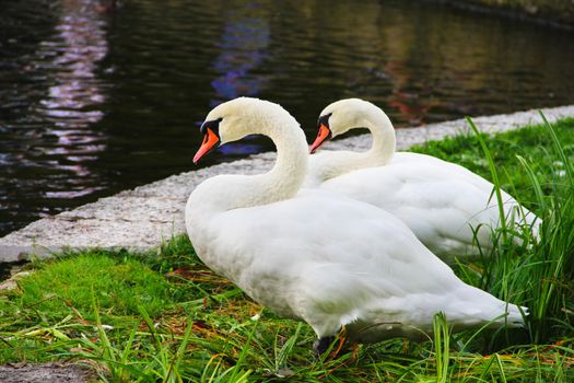 Two white swans standing on beautiful shore of pond