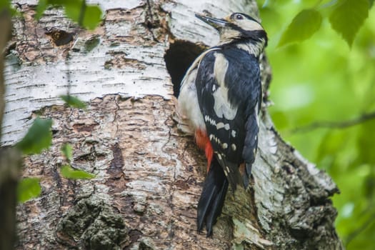 Great Spotted Woodpecker, Dendrocopos major currently has a hectic schedule to feed their kids. The picture is shot by Roeds-mountain in Halden, Norway.