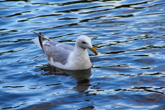 Seagull floating in water