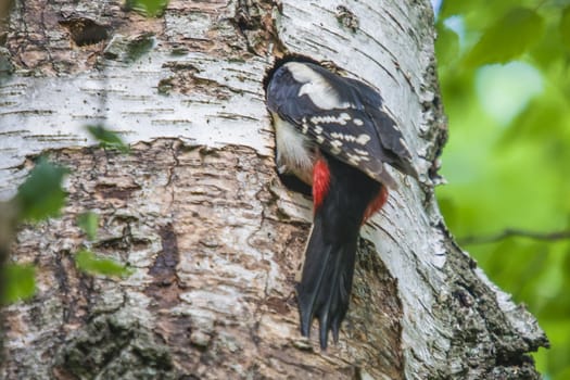 Great Spotted Woodpecker, Dendrocopos major currently has a hectic schedule to feed their kids. The picture is shot by Roeds-mountain in Halden, Norway.