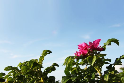 Flowering wild rose under clear blue sky