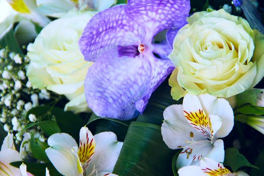 Bunch of different flowers close up background