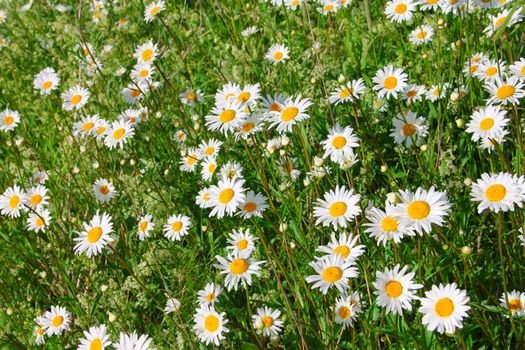 Camomiles beautiful summer background close up