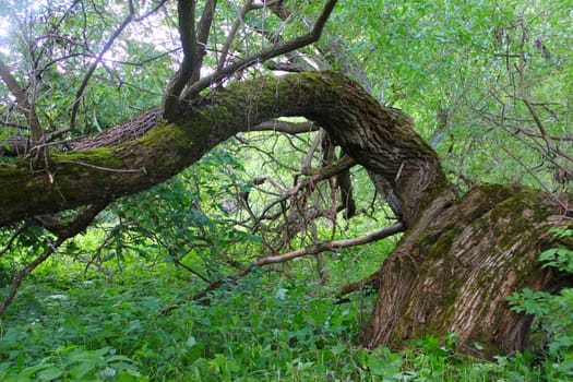 Very old beautiful willow in deep forest