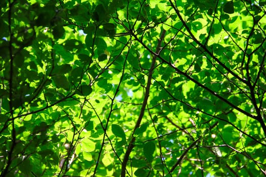 Green leaves in sunny day background