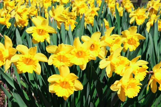 yellow narcissus field spring beautiful background