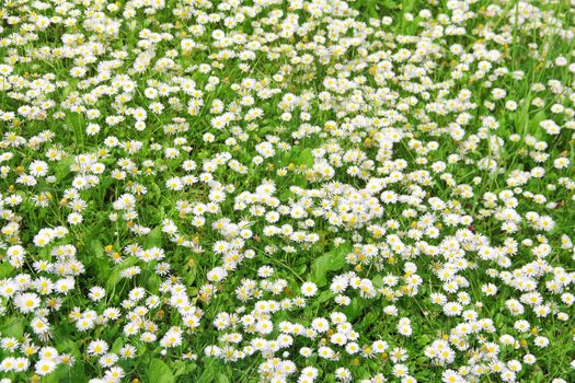 Daisy beautiful summer background close up