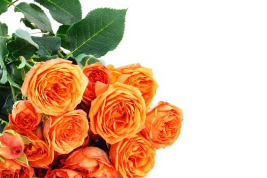 Bouquet of beautiful orange roses isolated on white
