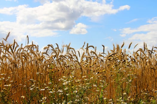 Ripe wheat field with chamomiles under cloudy blue sky