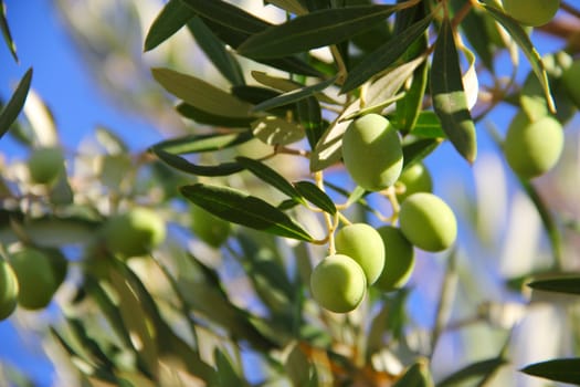 Close up green ripe olives on a tree