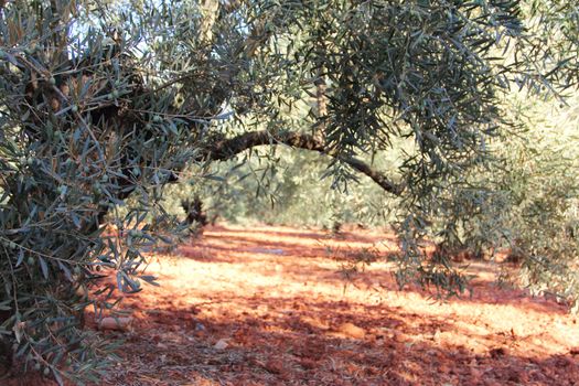 Beautiful olive trees in garden with red soil