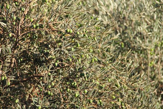 Olive tree beautiful branches with fruits close up