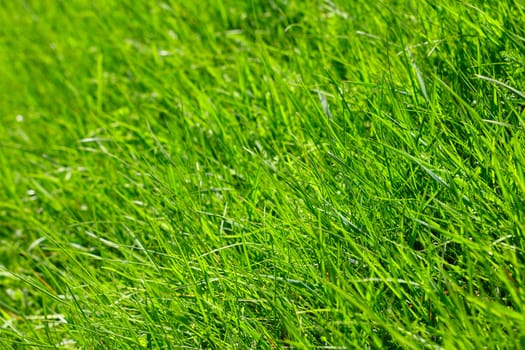 Spring fresh green lawn grass macro close-up