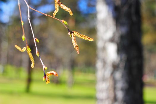 Birch buds on forest background in springtime