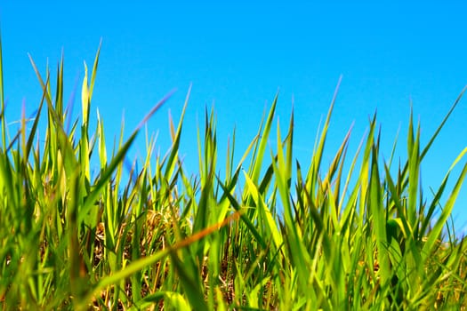 Spring first grass under clear blue sky