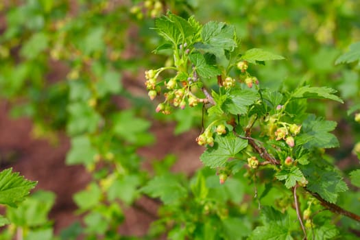 Blooming currant in garden macro close up