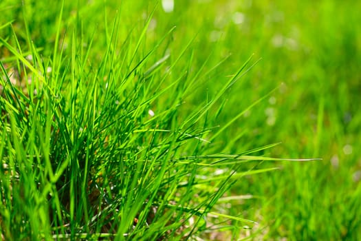 Spring fresh green lawn grass macro close-up