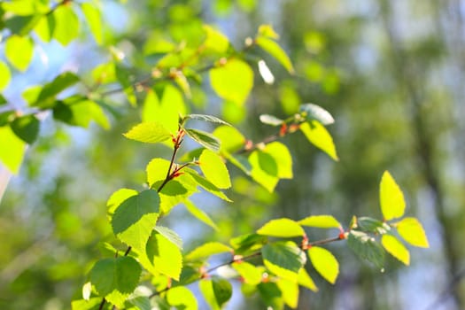 Birch fresh green spring foliage close up