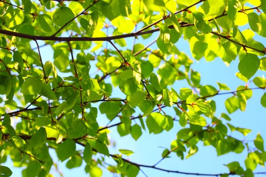 Birch fresh green spring foliage close up