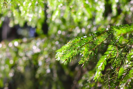 Spring fir tree branch in sunlight macro close up
