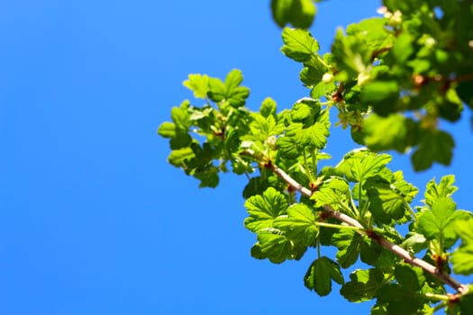 Blooming spring gooseberry bush on blue sky background