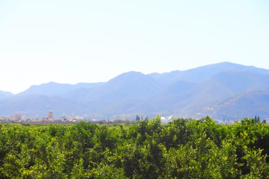 Beautiful spanish landscape with almond trees and mountains