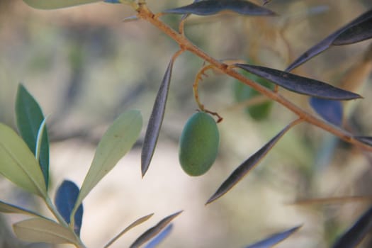 Close up green ripe olives on a tree