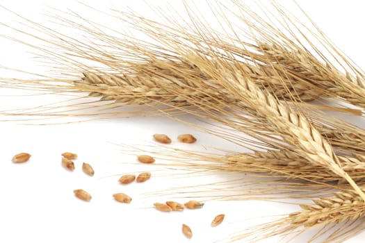 Wheat ears and grains isolated on white background 