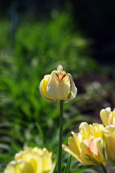 colorful spring tulip flowers. outdoors garden 