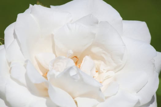 close up of white rose