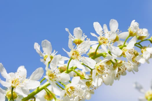 Blossoming bird cherry against the blue sky