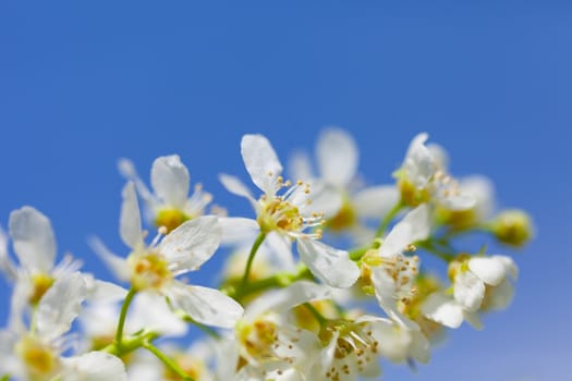 Blossoming bird cherry against the blue sky