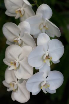 Exotic orchids growing on island Bali