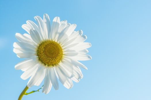 Marguerite backlit against a blue sky