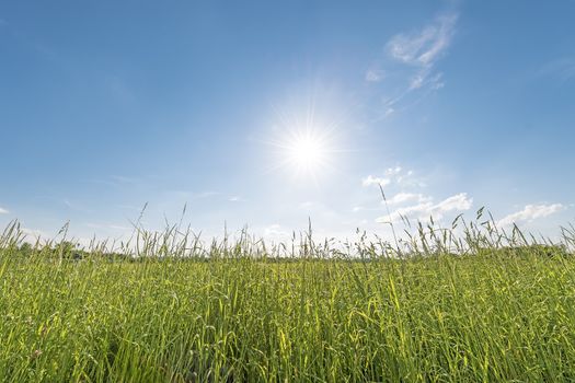 Horizontal picture of meadow backlit against blue sky with sun and clouds